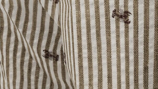 Seersucker Shirt - Image 2